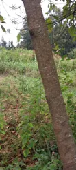 Ardhi Inauzwa - Matasia (50x100ft) - 1