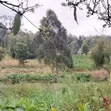 Ardhi Inauzwa - Matasia (50x100ft) - 2