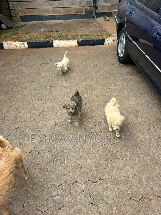 Male Mixed Breed Maltese Puppy, 1-3 Months Old - 1