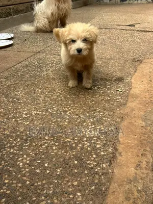 Male Mixed Breed Maltese Puppy, 1-3 Months Old