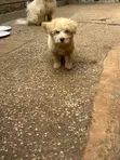 Male Mixed Breed Maltese Puppy, 1-3 Months Old - 2