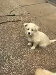 Male Mixed Breed Maltese Puppy, 1-3 Months Old - 3
