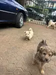 Male Mixed Breed Maltese Puppy, 1-3 Months Old - 4