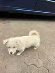 Male Mixed Breed Maltese Puppy, 1-3 Months Old - 5