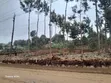 Kitalu Bora cha Kuuzwa Karura - 4