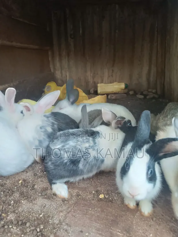 Sungura Wenye Afya kwa Kupelekwa Nyumbani na Kuzalisha - 1