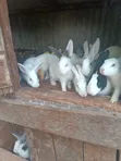 Sungura Wenye Afya kwa Kupelekwa Nyumbani na Kuzalisha - 2