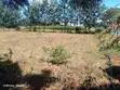 Kitalu cha 100x100 Kinauzwa Mwea Kiamanyeki - 1