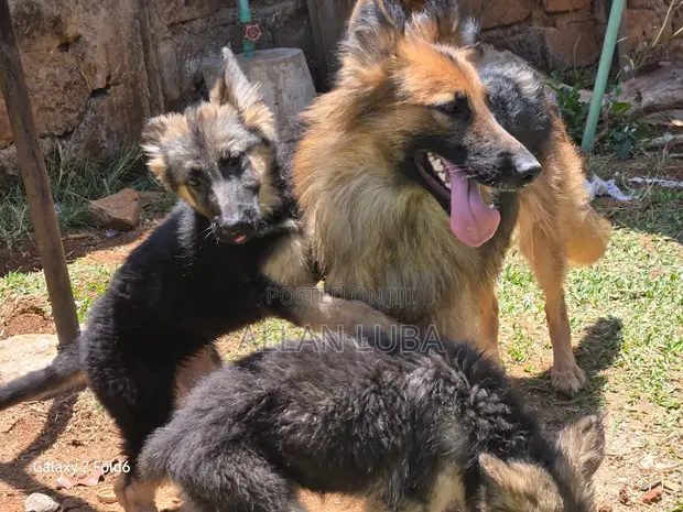 Female Purebred German Shepherd Puppy (1-3 Months) - 1