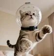 Cat Anti-Bite Muzzle Hood - 4