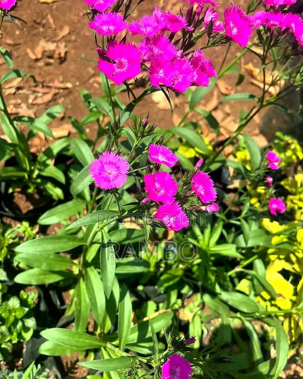 Pink Dianthus Flowering Plants - 1