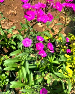 Pink Dianthus Flowering Plants