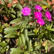 Pink Dianthus Flowering Plants - 2