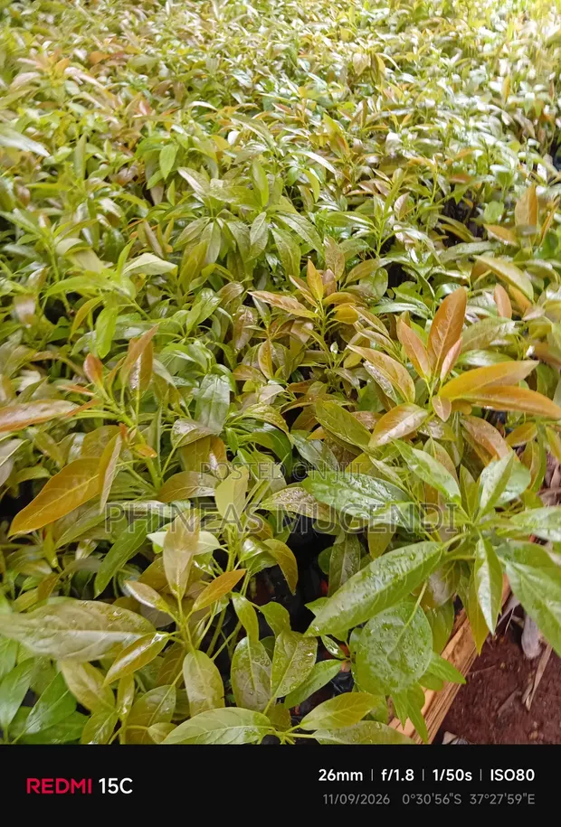 Hass Avocado Seedlings - 1