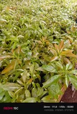 Hass Avocado Seedlings - 1