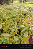 Hass Avocado Seedlings - 2