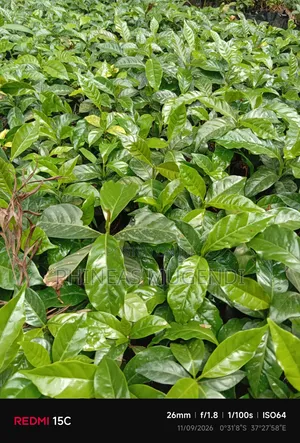 Ruiru 11 Coffee Seedlings (Non-Grafted)
