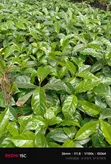 Ruiru 11 Coffee Seedlings (Non-Grafted) - 1