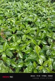 Ruiru 11 Coffee Seedlings (Non-Grafted) - 2