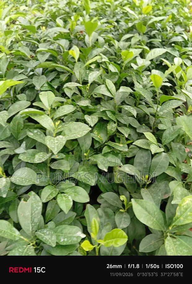 Lemon Seedling - 1