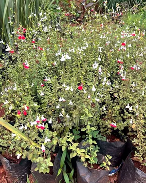 Hot Lips Salvia Plant | Red & White Flowering Seedlings