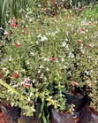 Hot Lips Salvia Plant | Red & White Flowering Seedlings - 1
