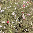 Hot Lips Salvia Plant | Red & White Flowering Seedlings - 2