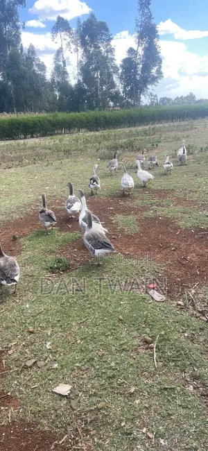 Geese for Sale - 10 Birds