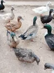 Mature Ornamental Ducks for Sale - 1