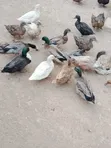 Mature Ornamental Ducks for Sale - 2