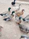 Mature Ornamental Ducks for Sale - 3