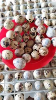 100pcs Batch Fresh Quail Eggs - 1