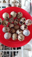 100pcs Batch Fresh Quail Eggs - 2