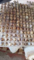 100pcs Batch Fresh Quail Eggs - 3