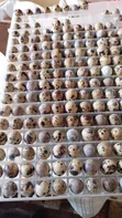 100pcs Batch Fresh Quail Eggs - 4