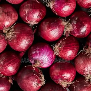 Onions Available - 100 Tonnes