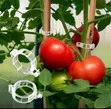 Plastic Tomato Clips for Trellis Support - 1