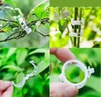 Plastic Tomato Clips for Trellis Support - 2