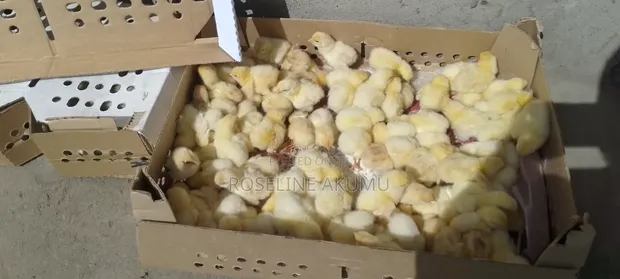 Chicken Chicks and Laying Hens - 1