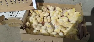 Chicken Chicks and Laying Hens