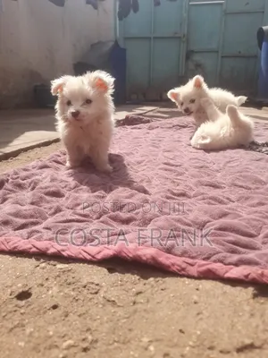 Purebred Japanese Spitz Puppy - 3-6 Months