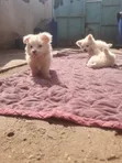 Purebred Japanese Spitz Puppy - 3-6 Months - 1
