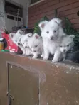 Purebred Japanese Spitz Puppy - 3-6 Months - 4