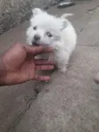Purebred Japanese Spitz Puppy - 3-6 Months - 5