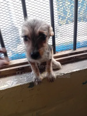 1-3 Month Female Mixed Breed Havanese Puppy