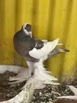 Reverse Wing Pouters - 1