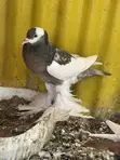 Reverse Wing Pouters - 2