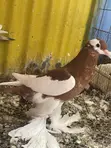 Reverse Wing Pouters - 3