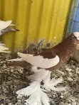 Reverse Wing Pouters - 4