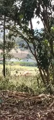 50x100 Prime Plot in Lusingetti, Thogoto - 4